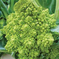 Aimers International Cauliflower Seeds