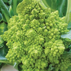 Aimers International Cauliflower Seeds