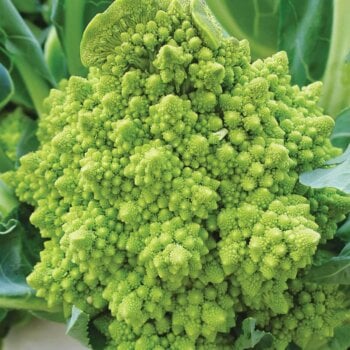 Aimers International Cauliflower Seeds