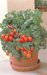 Patio Hybrid Tomato Seeds 2320 | OSC Seeds