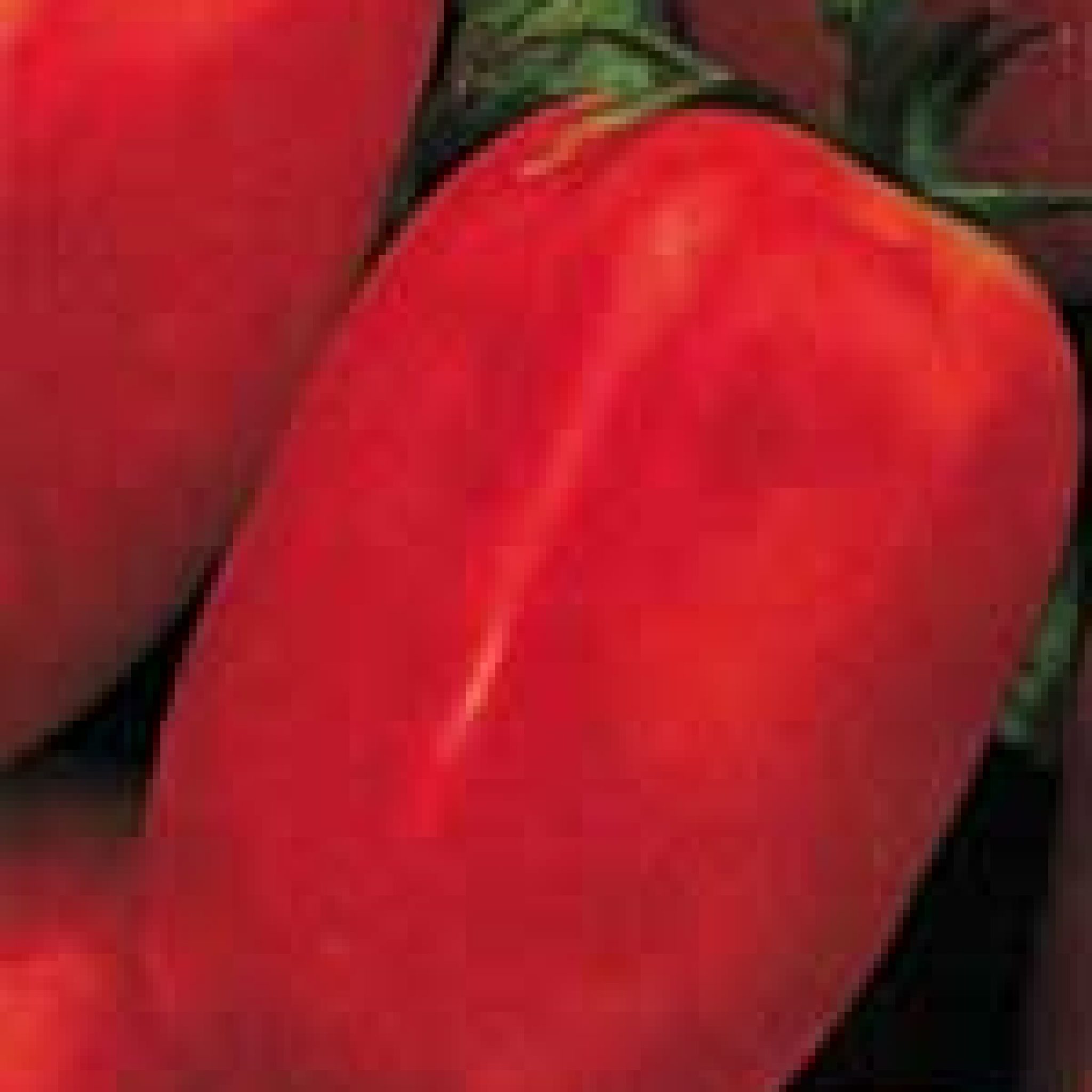 Tomato Seeds in Canada Order Online OSC Seeds