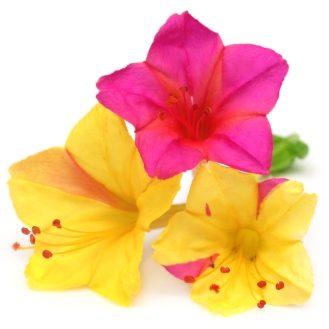 Marvel Of Peru Mixture Four O Clocks Seeds 5230 Osc Seeds