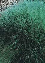 Ornamental Grass Seed