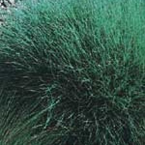 Ornamental Grass Seed