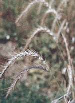 Native Prairie Grasses