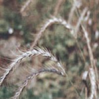 Native Prairie Grasses