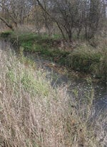 Riparian and Wet Meadow Seed Mixes