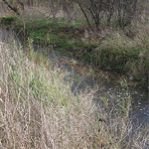 Riparian and Wet Meadow Seed Mixes
