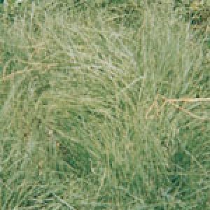 Lawn Seed Mixtures