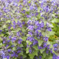 Ajuga (Agula reptans)