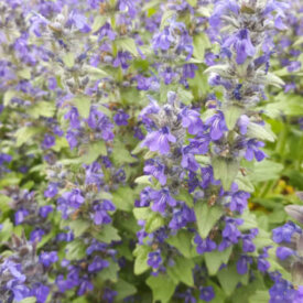 Ajuga (Agula reptans)