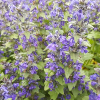 Ajuga (Agula reptans)