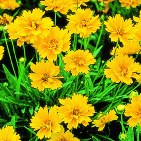 Coreopsis