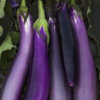 Eggplant