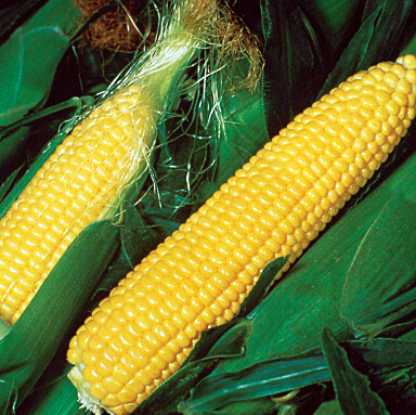 golden jubilee hybrid sweet corn seeds yellow su type 1527 sweet corn varieties