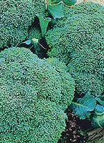 Heirloom Broccoli Seeds