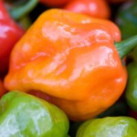 Peppers