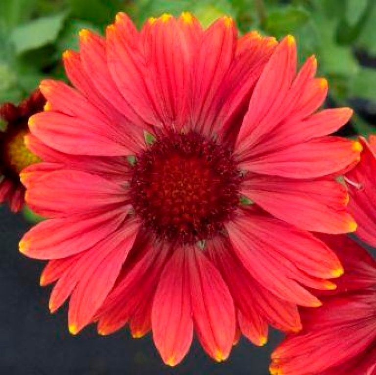 Gaillardia