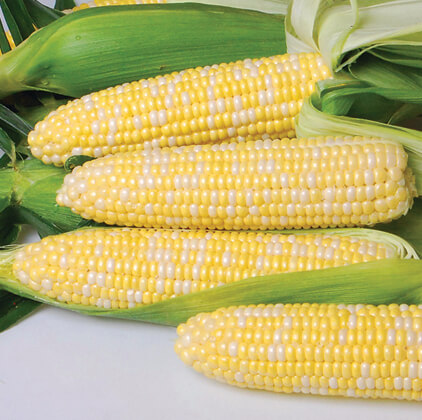 nirvana sweet corn seeds augmented bi colour type 1577 sweet corn varieties