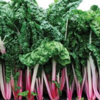Swiss Chard