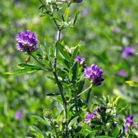 Legume & Forage Crop Seeds