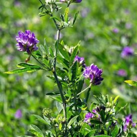 Legume & Forage Crop Seeds