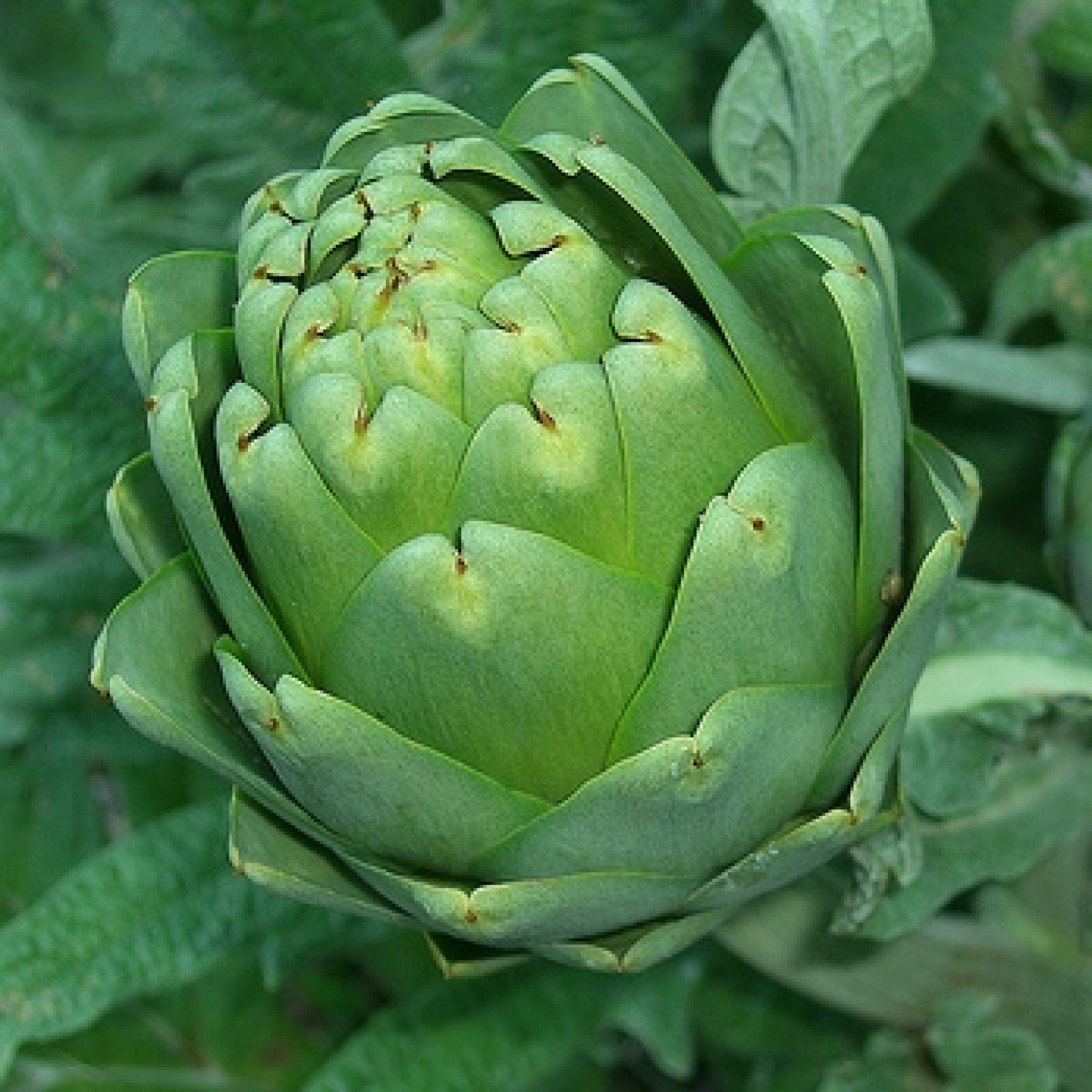 Green Globe Improved Artichoke Seeds 1105 OSC Seeds