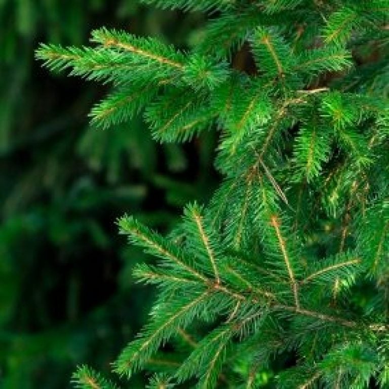 Coniferous Tree Seeds