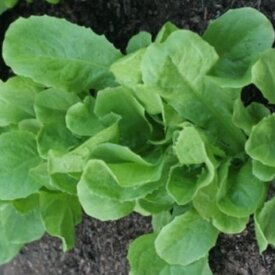 Heirloom Endive Escarole Seeds