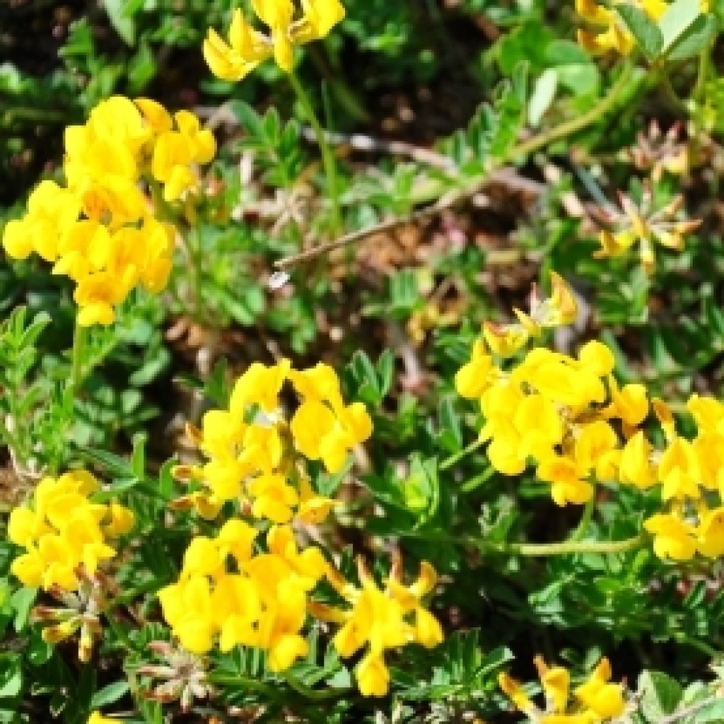 Birdsfoot Trefoil Seeds 6685 OSC Seeds
