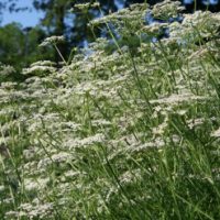 Heirloom Caraway Seeds