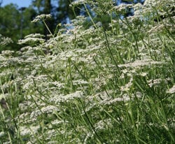 Heirloom Caraway Seeds