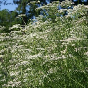 Caraway Seeds
