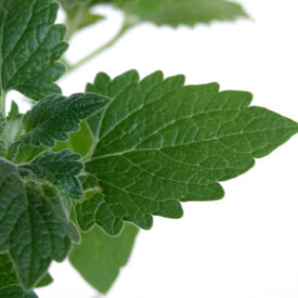 Catnip Seeds