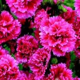 Hollyhocks