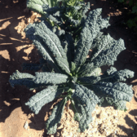 Kale Seeds