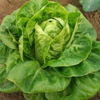 Romaine or Cos Lettuces