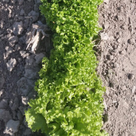 Lettuce Seeds
