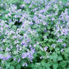 Catmint