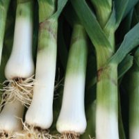 Leek Seeds