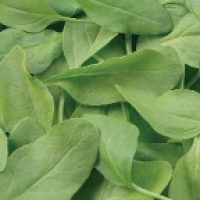 Spinach Seeds