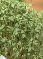 Heirloom Pepper Grass Seeds