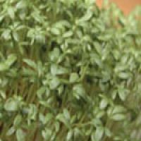 Pepper Grass Seeds