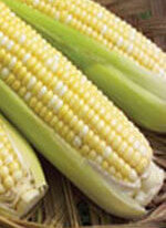 Organic Corn Seeds