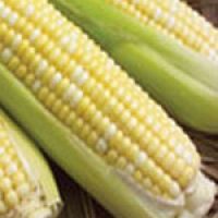 Organic Corn Seeds