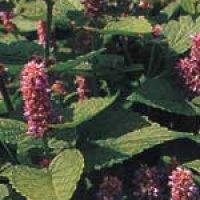 Heirloom Anise Seeds