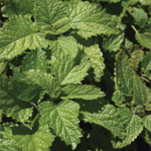 Spearmint Seeds