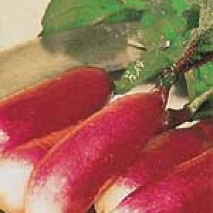 Organic Radish Seeds