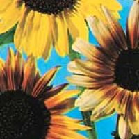 Standard Flowering Sunflowers