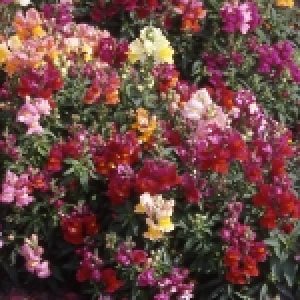 Snapdragon